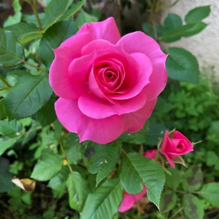 Panzió C3 Arthur Rimbaub D'hote Piscine Proche 600m