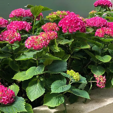 C3 Arthur Rimbaub D'hote Piscine Proche 600m Cagnes-sur-Mer