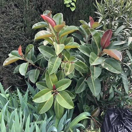 Panzió C3 Arthur Rimbaub D'hote Piscine Proche 600m 4*