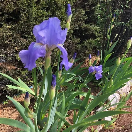 C3 Arthur Rimbaub D'hote Piscine Proche 600m 4* Cagnes-sur-Mer