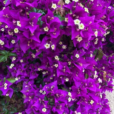 Panzió C3 Arthur Rimbaub D'hote Piscine Proche 600m Cagnes-sur-Mer