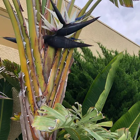 C3 Arthur Rimbaub D'hote Piscine Proche 600m Cagnes-sur-Mer